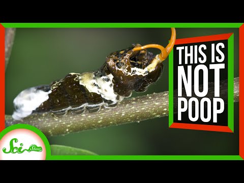 Splat! 5 Species that Masquerade as Bird Droppings