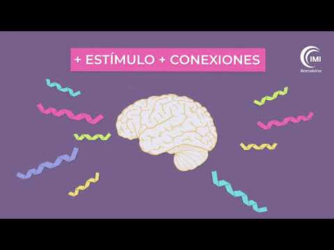 ¿Cómo aprende el cerebro del niño? 💡 Introducción a la Neurociencia y el funcionamiento del cerebro