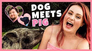 MY DOG AND I MET A PIG FOR THE FIRST TIME! W/ Ricky Dillon!