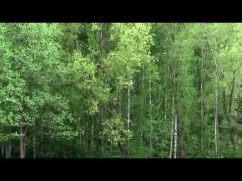 lcgm8 Disc Golf - Everyday