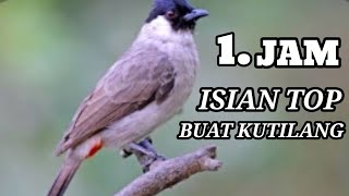 Download lagu kutilang gacor full isian mewah || jos buat masteran kutilang bahan mp3 Download lagu kutilang gacor full isian mewah || jos buat masteran kutilang bahan mp3
