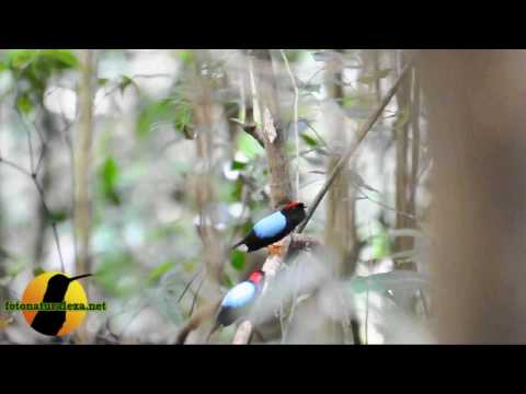 Video: Chiroxiphia linearis