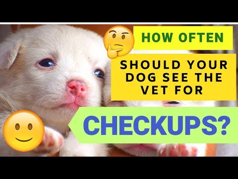 How Often Should Your Dog See the Vet for Checkups