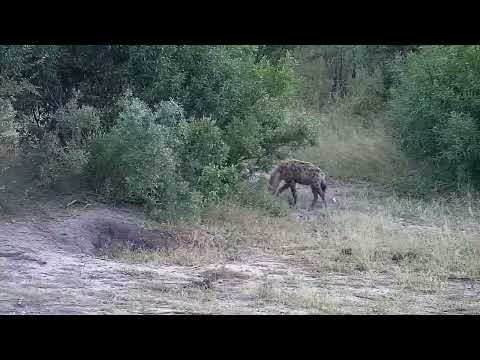 Djuma: Four Hyenas sniffing and looking around - 06:27 - 03/20/2022