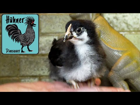 Marans Hühner Küken 2 Wochen alt Tierbesprechung Hahn oder Henne?