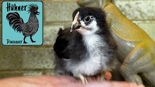 Marans Hühner Küken 2 Wochen alt Tierbesprechung Hahn oder Henne?