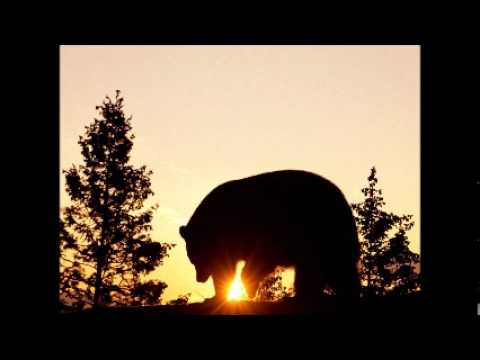 Sunlight Ascending -  Black Bear