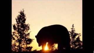 Sunlight Ascending -  Black Bear