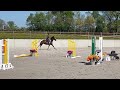 Joli hongre kwpn de 4 ans, +- 1m70, kwpn
