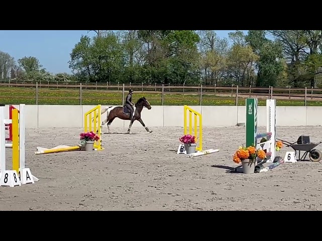 Joli hongre kwpn de 4 ans, +- 1m70, kwpn