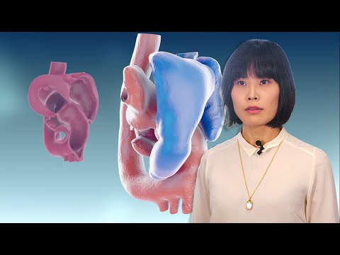 Meet Asuka Hatano — Modeling the heart with simulations (Audio:EN, Subs:EN|JP)