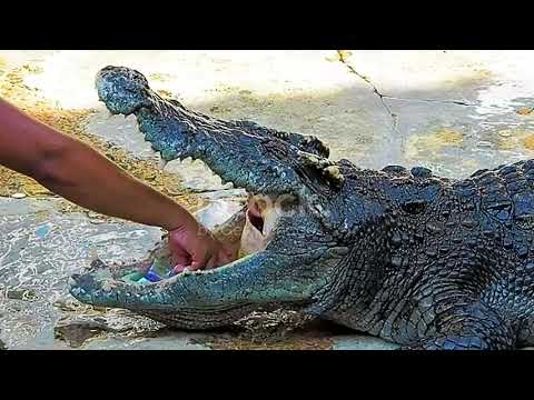 Underwater Ambush from Croccodile | BBC Earth Alligator Chases Swimmer, Bites His Arm In Horrifying