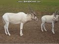 Sesame Street Addax Film