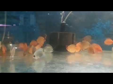 Aquarium Discus Fish