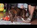 Boxer dogs for sale: Jax - Video 1