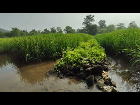 paddy crop in india (rice) #farming #nature #rice #naturesounds  🌾