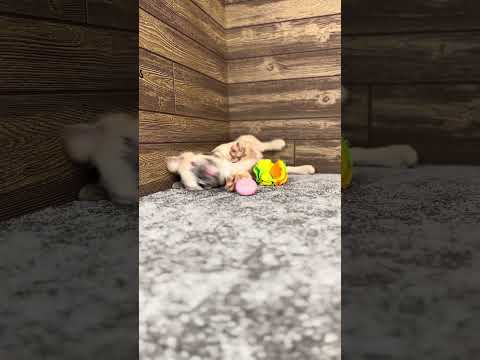 Video 1