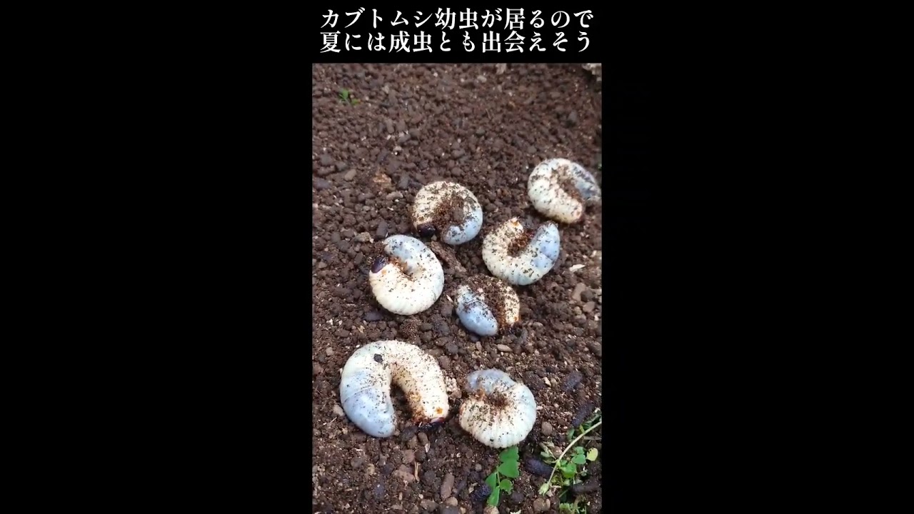 夏にはカブトムシにで会えそう 大分県宇佐市安心院町龍王　貸切特権の一軒家　週末難民を救う　別邸龍王の道の側にはクヌギがあります🍇カブトムシ🪲