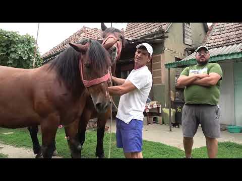 Caii lui Kunchi de la Odoreu, Satu Mare - 2023 Nou!!!