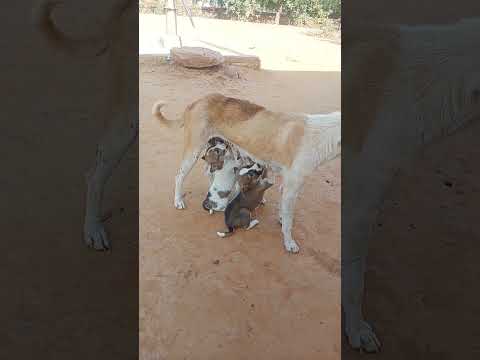 dog ki Dua for the #@* rahulsingh