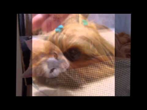 Bubu 05 May 2005 - 03 Mar 2014