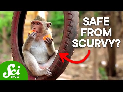 壊血病が存在してはいけない理由 (Why Scurvy Shouldn't Exist)