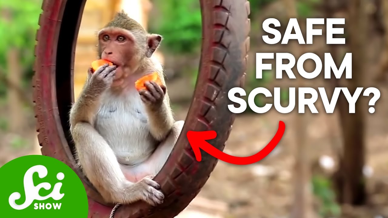 Why Scurvy Doesn't Make Sense to Science - YouTube