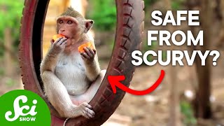 Why Scurvy Shouldn't Exist