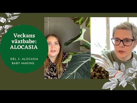 VECKANS VÄXTBABE | ALOCASIA DEL 3  MED @PLANTASONII.  ALOCASIA BULBYBABY-MAKING
