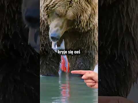 Dlaczego Te Niedźwiedzie Marnują Jedzenie?