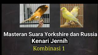 Download lagu Masteran Kenari Yorkshire dan Kenari Rusia Jernih mp3 Download lagu Masteran Kenari Yorkshire dan Kenari Rusia Jernih mp3