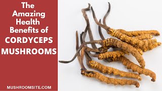 Cordyceps, the Zombie Mushroom