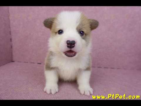 04/16雙色柯基犬公幼犬