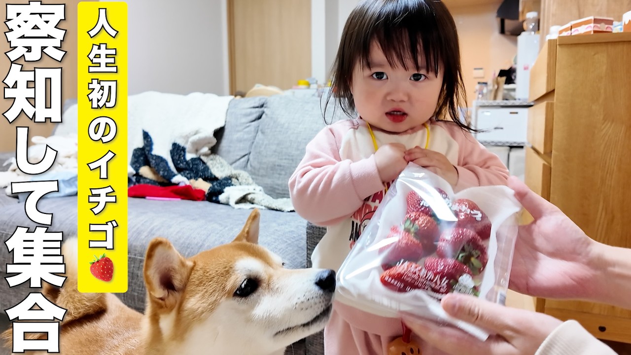 生まれて初めてイチゴを食べた2歳児と柴犬の反応が可愛すぎました笑