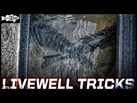 4 Tips for Keeping Bass Healthy in Livewells During Tournaments