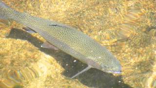 MITCH MCVICKER -- ONLY LOVE WILL -- WILLIAM LOCKMILLER PHOTOGRAPHY