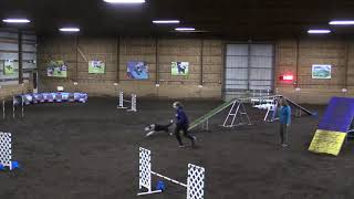 Felix Nov Agility UKI Jan 2020