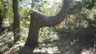 preview picture of video 'I found a Native American Trail Tree'