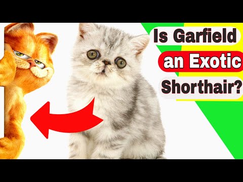 Is Garfield an Exotic Shorthair? Do Exotic Shorthair cats like to be held?