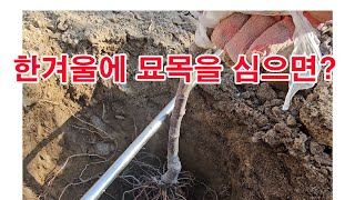 한겨울에 묘목을 심으면? 괜찮을까?(가을 묘목 심기, 겨울 묘목 심기, 과일나무 심기, 과수 묘목 심기, 과…