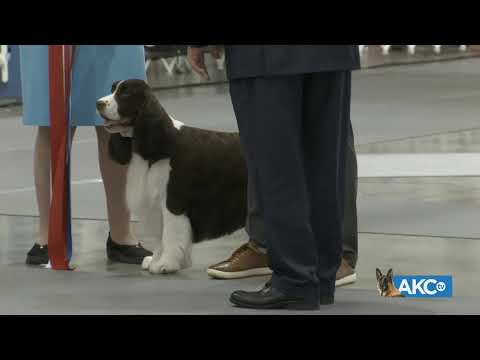 download lagu mp3 mp4 Atlanta Dog Show 2019, download lagu Atlanta Dog Show 2019 gratis, unduh video klip Atlanta Dog Show 2019