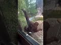 The smartest orangutan ever 👏