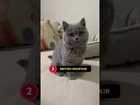 Best Beginner Cat Breeds 🐾