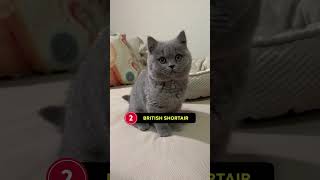 Download lagu Best Beginner Cat Breeds 🐾 mp3