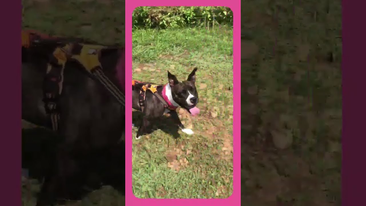 Rockette, an adoptable mixed breed in Kennesaw, GA video 6/6