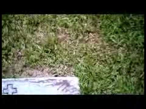 forest lawn cemertry.wmv