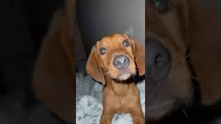 Video preview image #1 Mutt Puppy For Sale in NYC, NY, USA