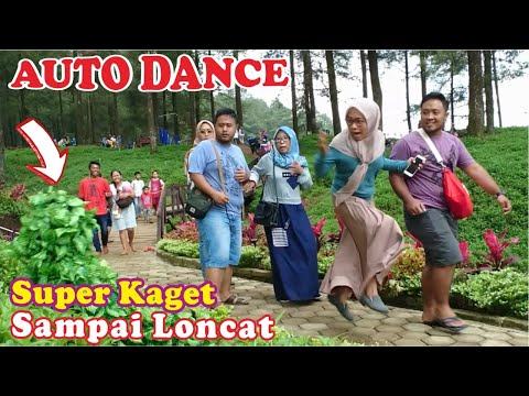 auto-dance-di-hutan-pinus-limpakuwus-with-bushman-prank