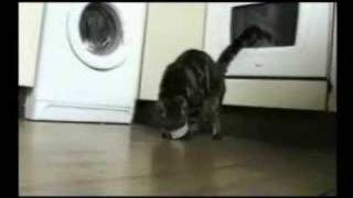 Смешные коты