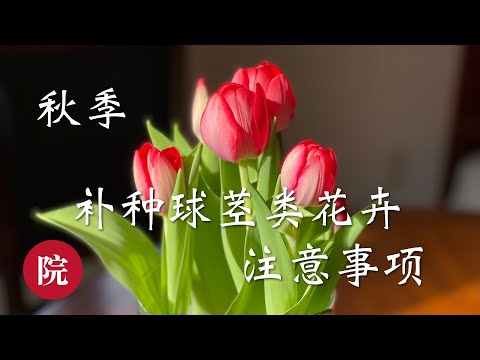 球莖類植物